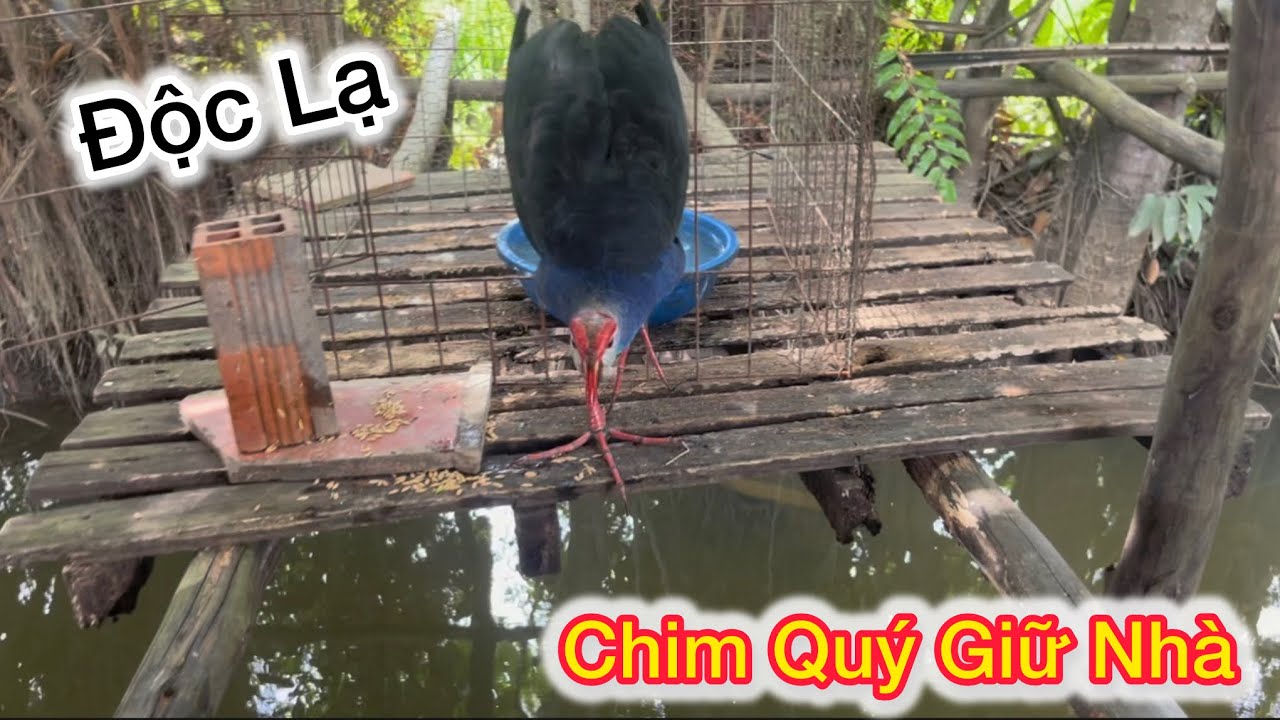 Độc Lạ Chim Quý Biết Giữ Nhà Cho Chủ Khi Đi Vắng 