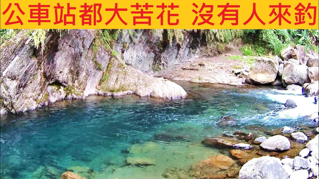 公車站都大苦花 沒有人來釣 @發現一處釣魚烤肉好地方 #溪釣 #苦花