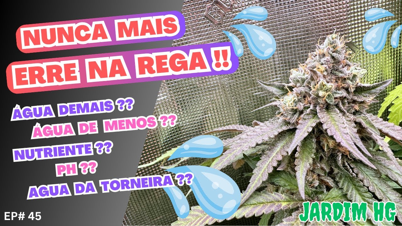 Como REGAR a CANNABIS Sativa Corretamente