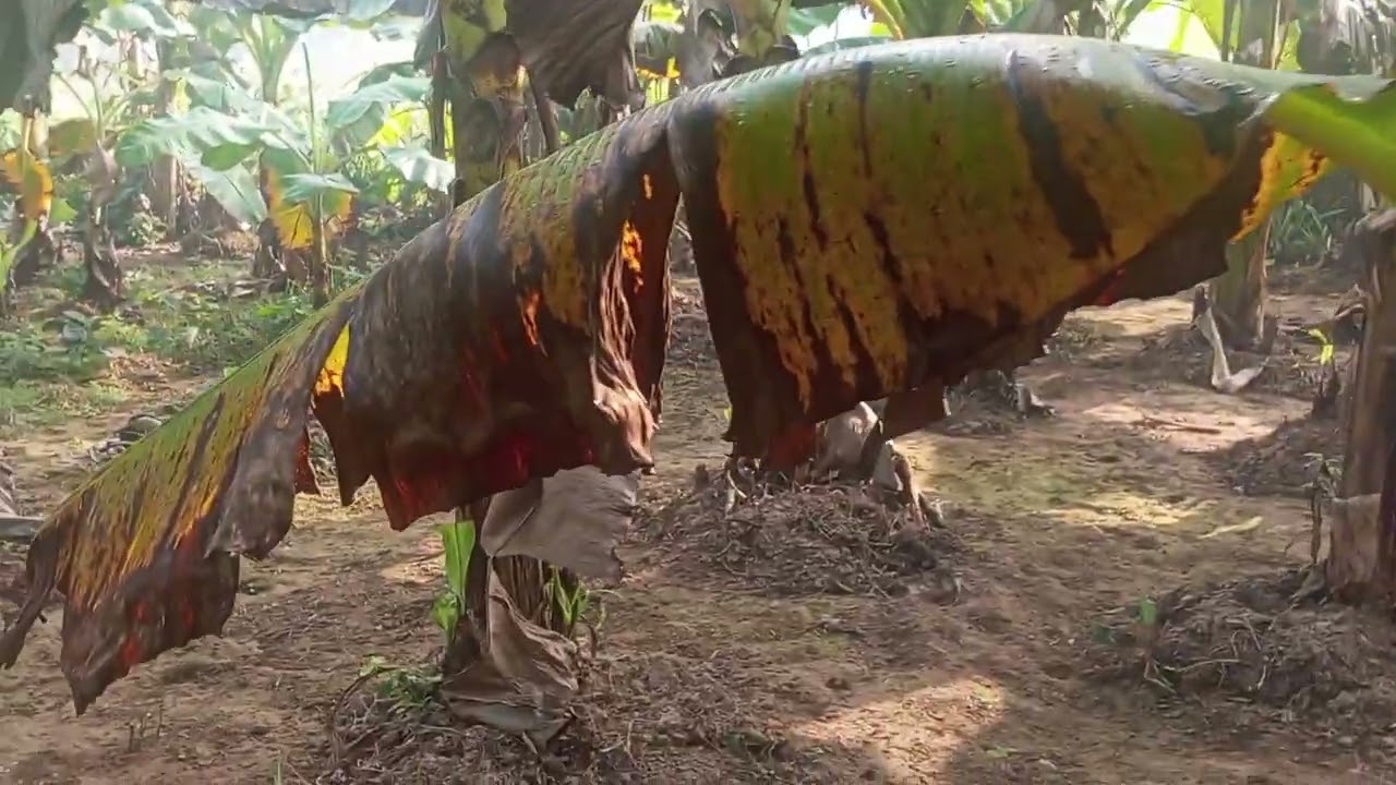 বাগানে পানি দেওয়া হয়েছে 🌱🌱🌱