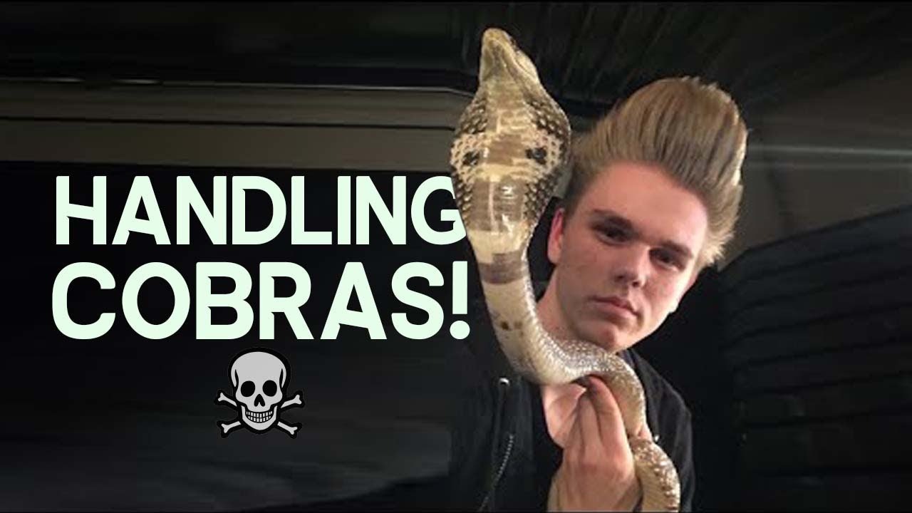SPECTACLED COBRA HANDLING