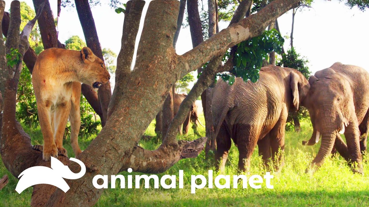 Elefantes machos ameaçam uma leoa | Os reis da selva | Animal Planet Brasil