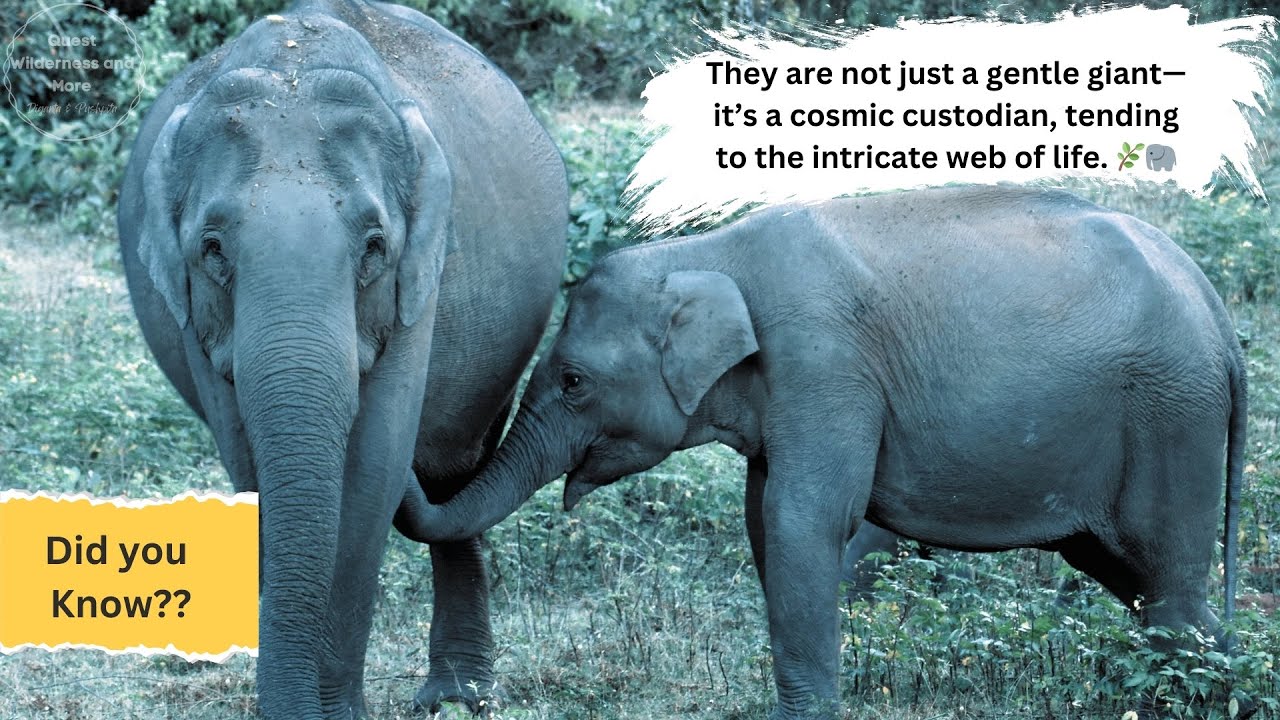 The Asiatic Wild Elephant! Uncover The Captivating Secrets#wildlife #elephant #wildelephants #ad
