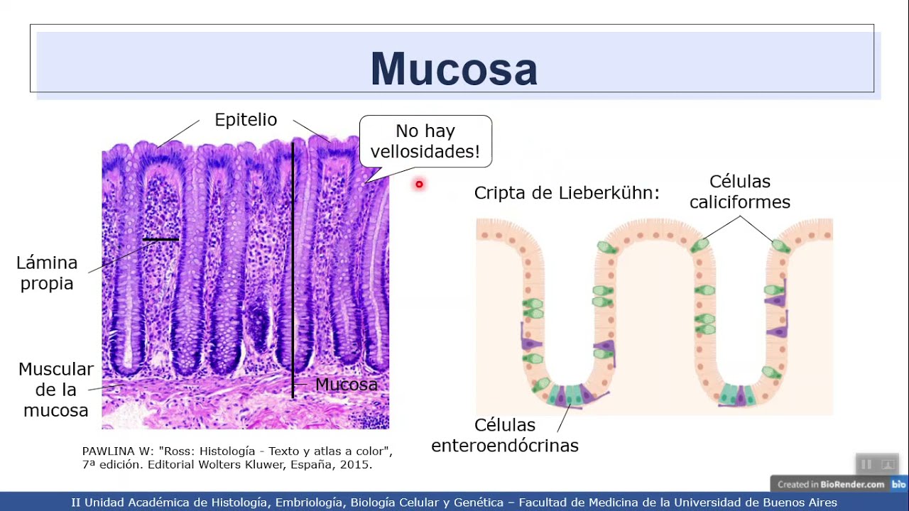 VIDEHISTO #41 | Sistema digestivo I - Intestino grueso: colon y apéndice