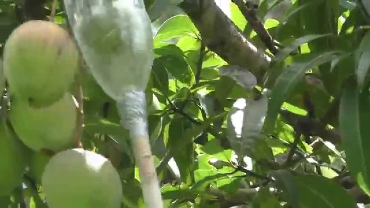 Mango Picker