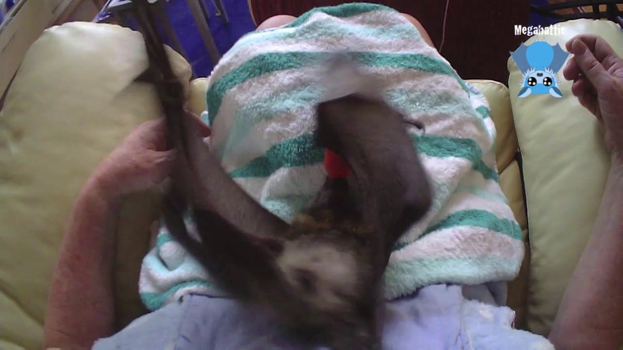 Baby bat does flappies:  this is Fidget doing flappy clappies