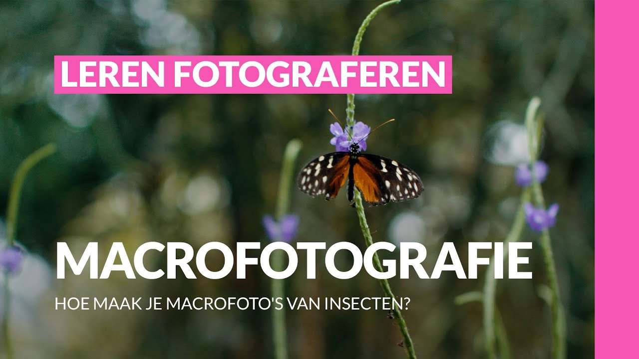 Как делать макроснимки насекомых | Макрофотография | Научитесь фотографировать