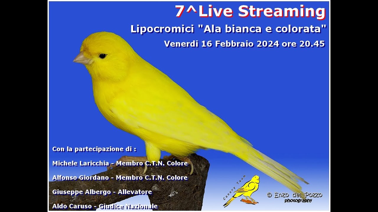 Canary Team -  7^ Live Streaming - Canarini Lipocromici 