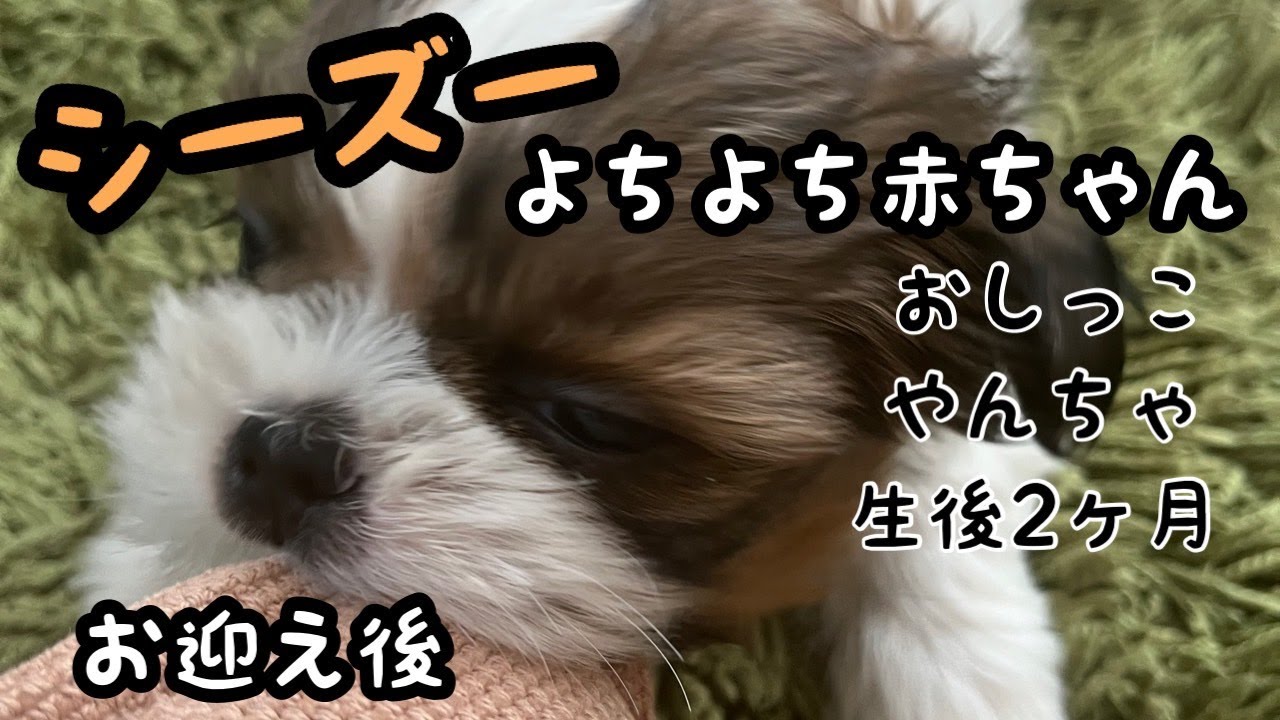 シーズー子犬ヨチヨチ赤ちゃん