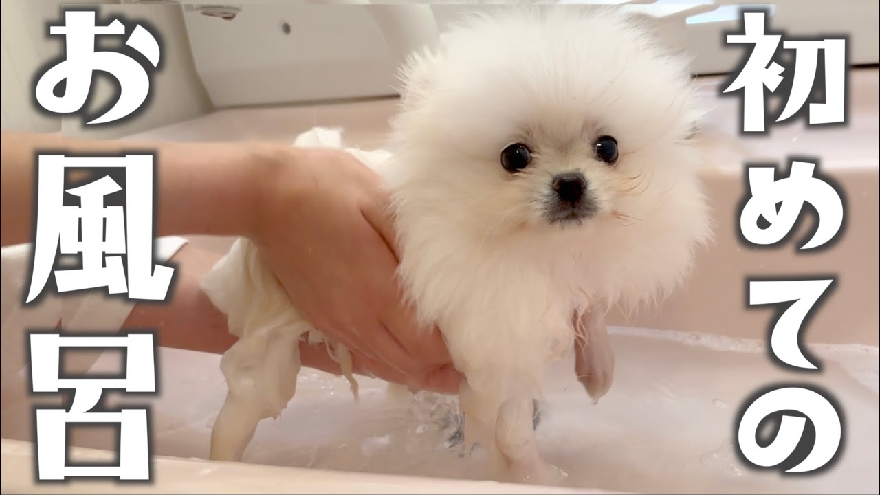 初めてお風呂に入った子犬のポメラニアン