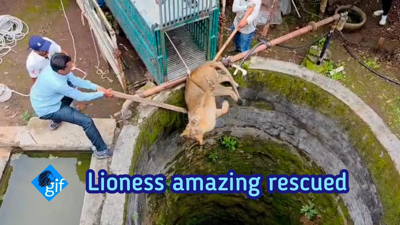 A lioness fell into 100 fit deep well while searching for prey. and then?