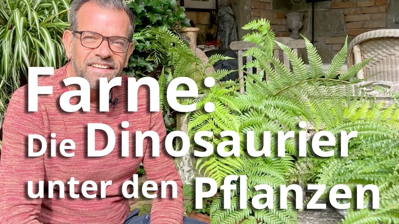 Farne - die Dinosaurier unter den Pflanzen