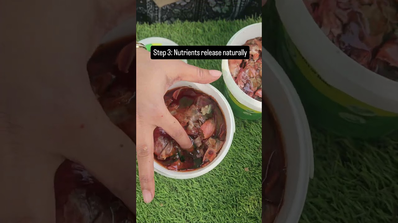 Onion Peel Liquid Fertilizer 