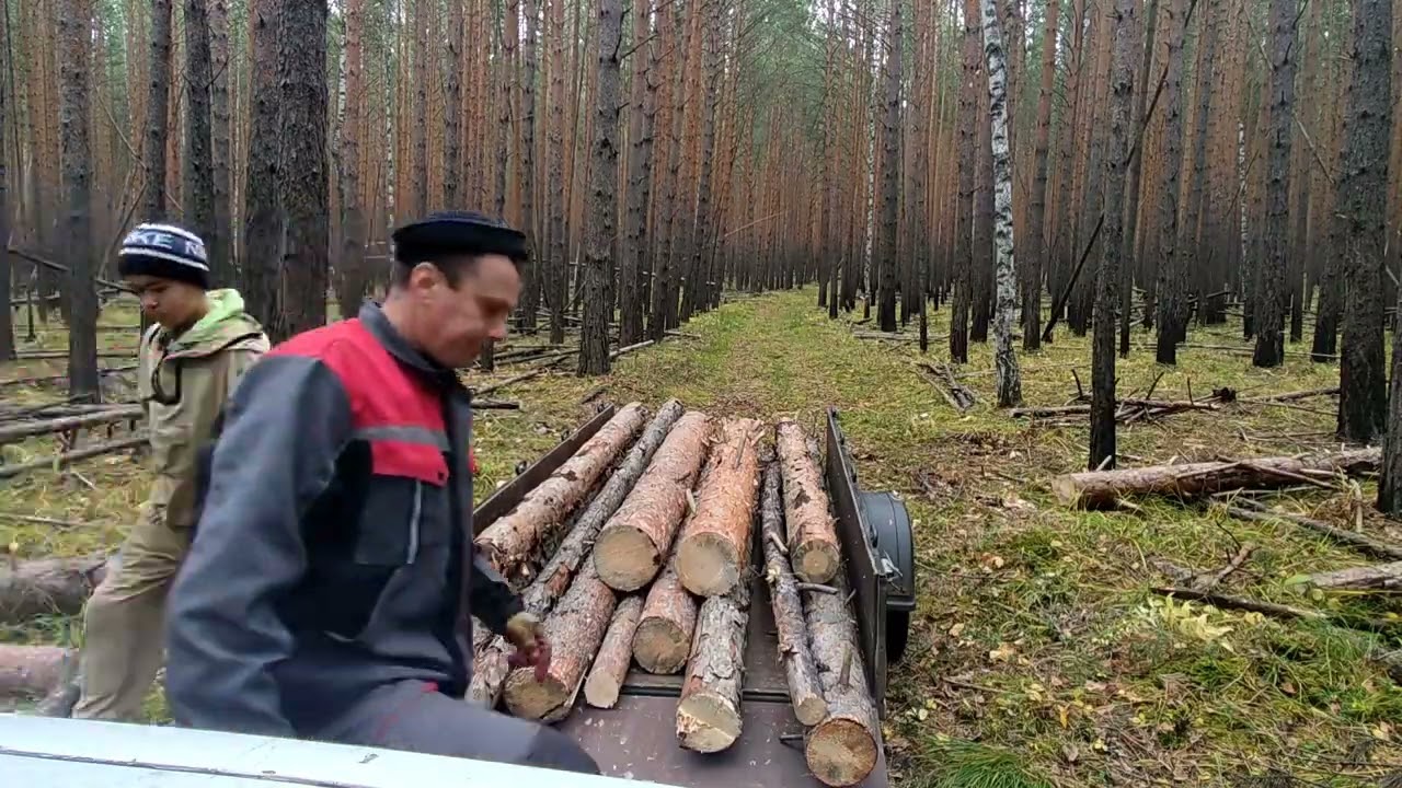 валежник готовим на дрова. непреодолимая гора .  2023 г.#штиль #дрова #лес