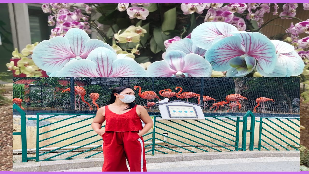 What to see in Hongkong ZOOLOGICAL and BOTANICAL garden? Exploring Hongkong #5 || JeSaMi TV