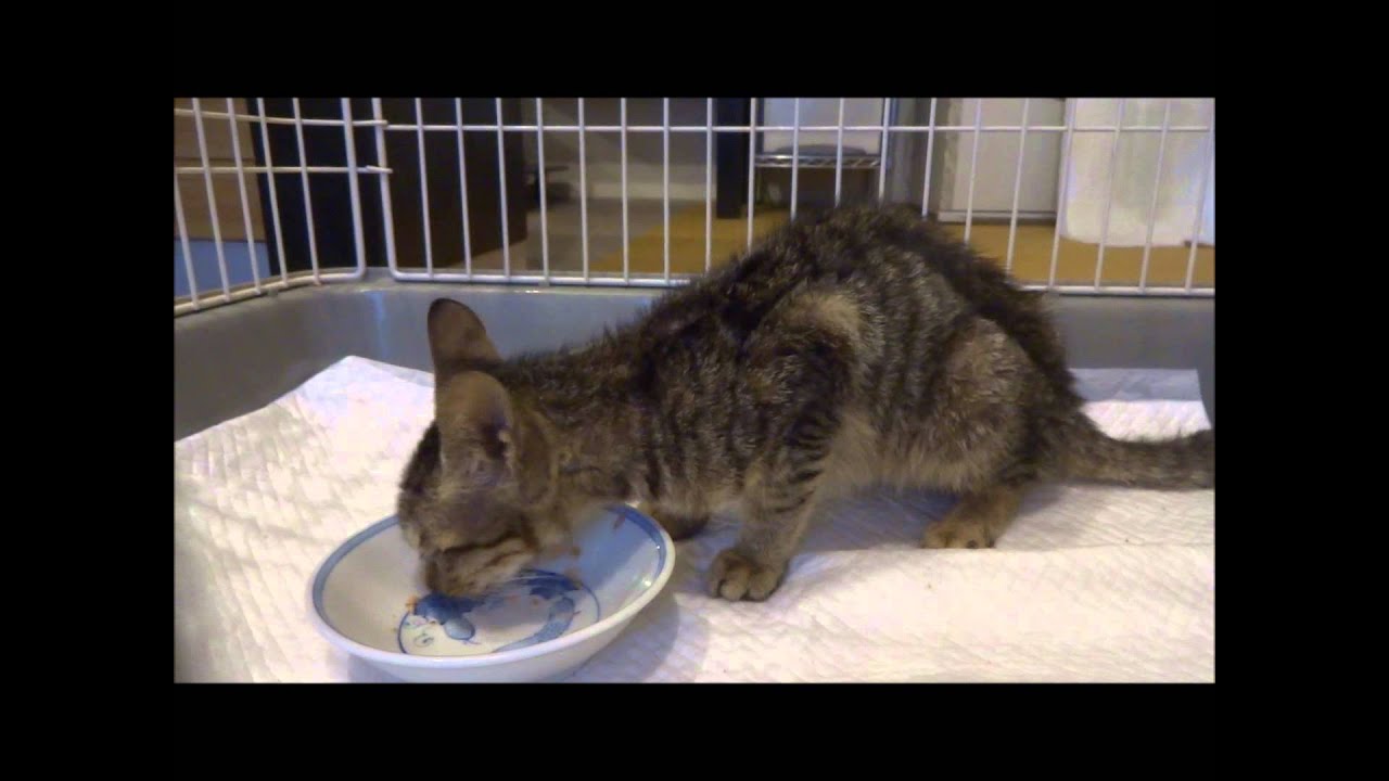 ガリガリの仔猫 (保護猫動画) 捨て猫保護