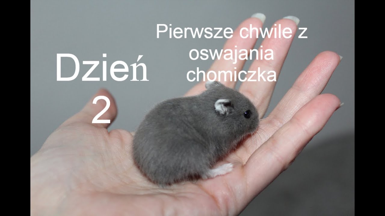 Jak oswajam małego chomika🐹 dzień 2