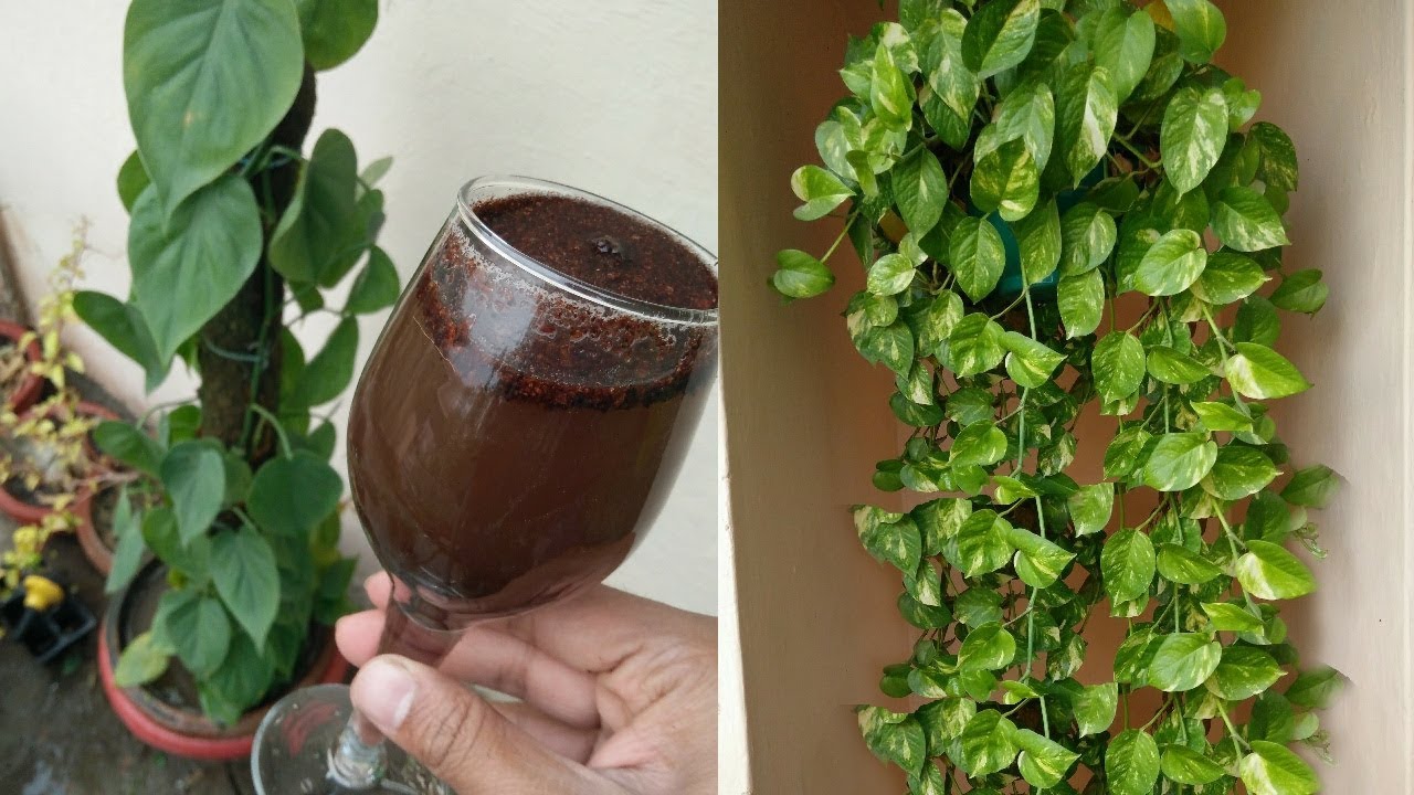 MAGICAL FERTILIZER FOR MONEY PLANT