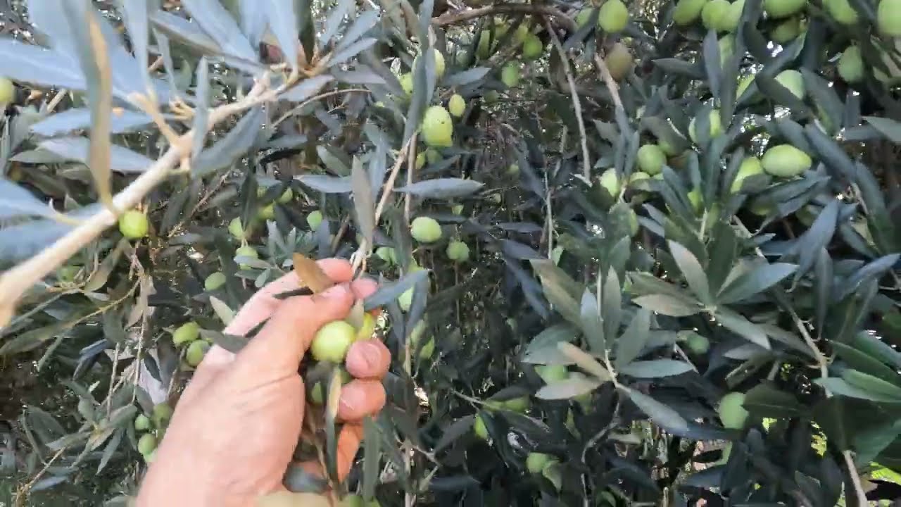 Raccolta a mano 🙂 olive ascolane 😍 80 kg Ottobre 2022