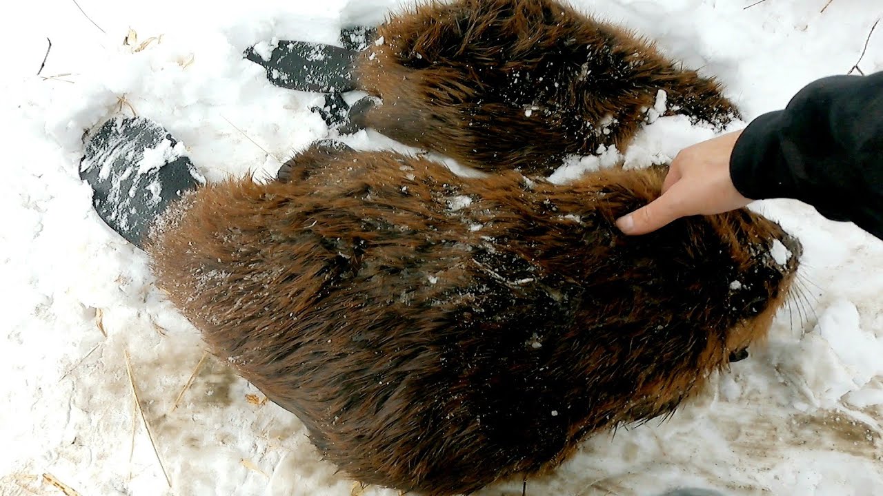 Trapping Beaver on a WIDE Open River