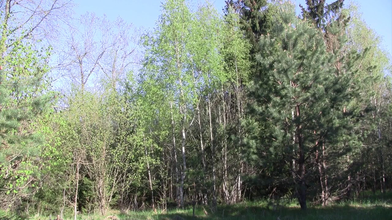 The sounds of nature/ Звуки природы /  kaimas miskas