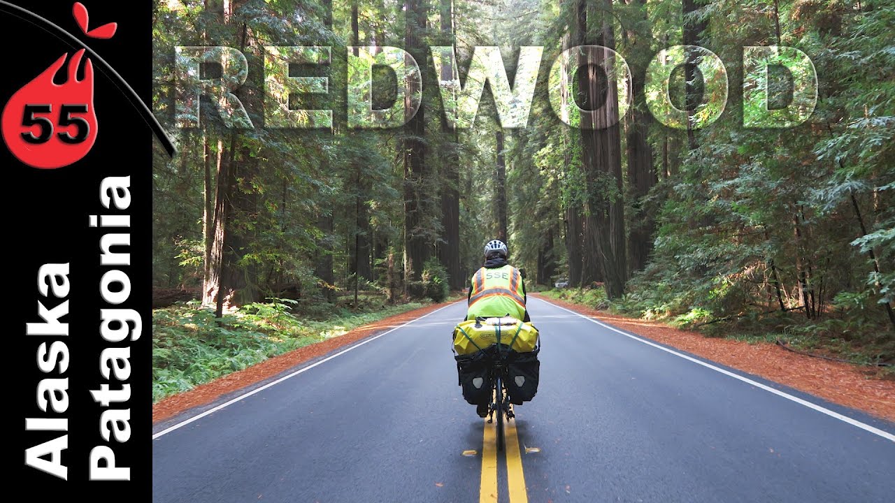 Redwoods | California
