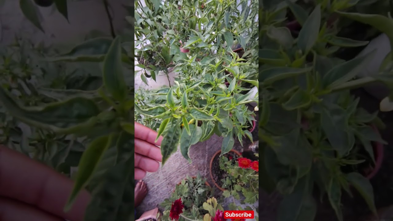 मिर्च में लीफ कर्ल पत्ता मरोड़