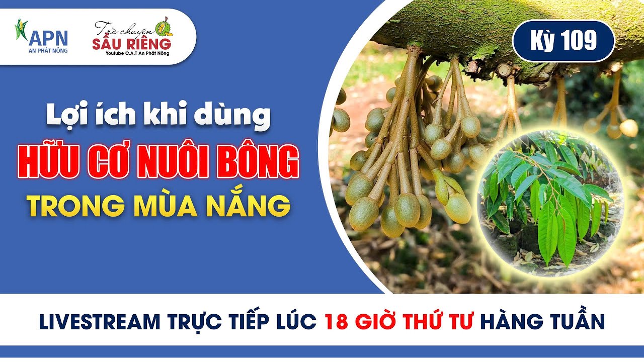 APN - DÙNG PHÂN HỮU CƠ NUÔI BÔNG – LỢI ÍCH THẤY ĐƯỢC TRONG MÙA NẮNG | KỲ 109