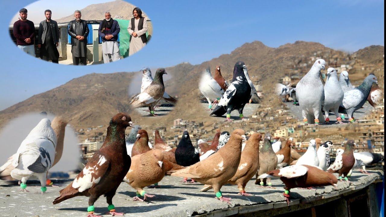 Dove game with Haji Saheb in Afshar کفتر بازی با حاجی صاحب در منطقه افشار