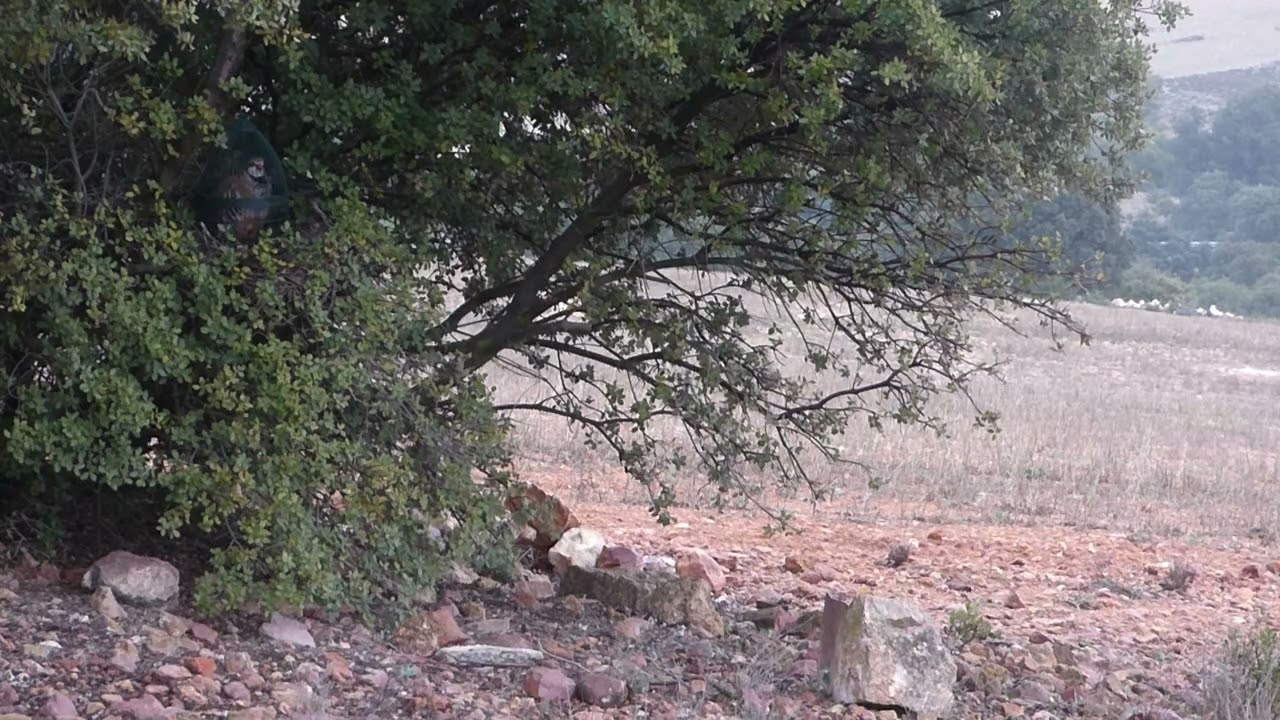 ROPAVIEJA  Aguardo de la mata rubia  5 III 2026