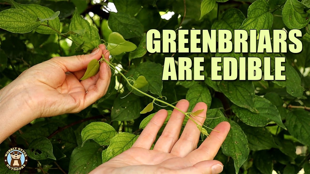Greenbriars are Edible - ID, Harvest, Cook & Eat