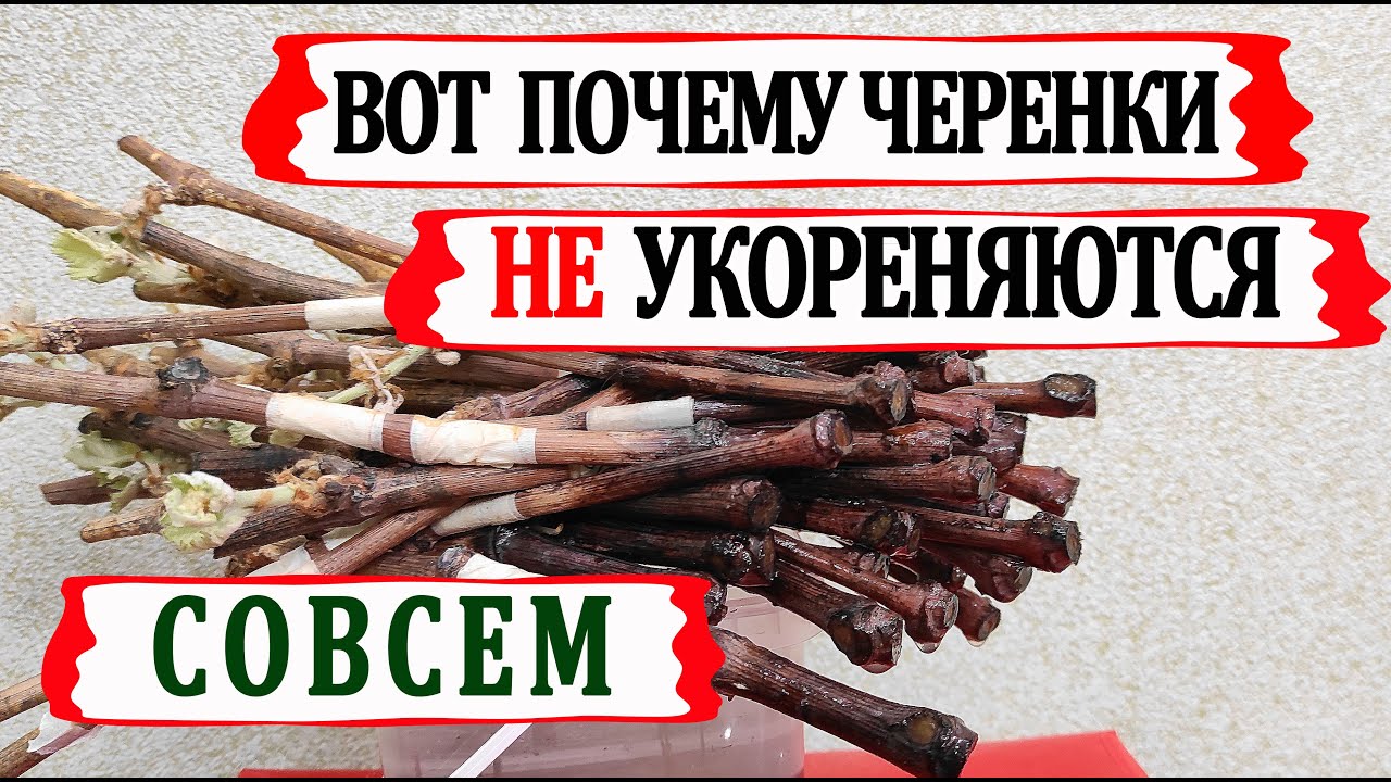 🍇 Не повтори Эти ошибки!  Вот почему не укореняются черенки винограда. Выбросил 50 черенков в мусор!