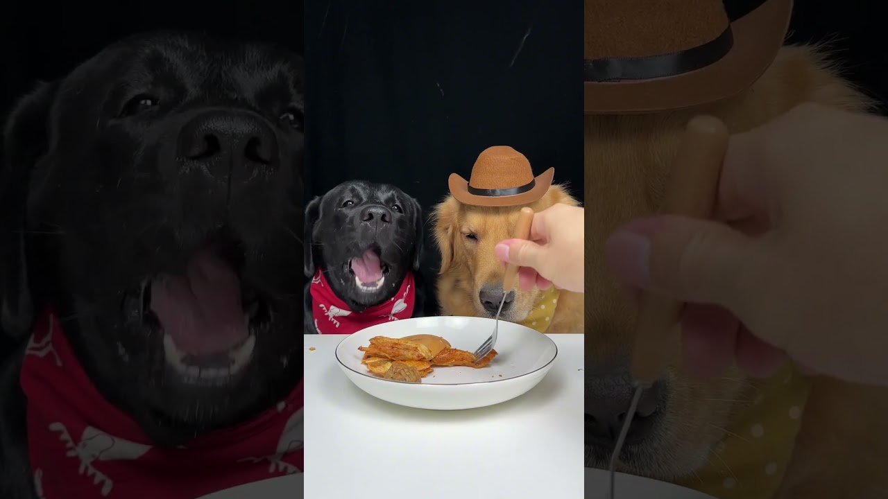 I Chewed Like It Meant Something. Golden and Labrador. Cute Pet Debut Plan