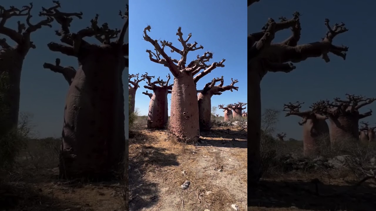 #huge #Adenium #Madagascar Boabab Amoureux ⚡⚡ madagascar