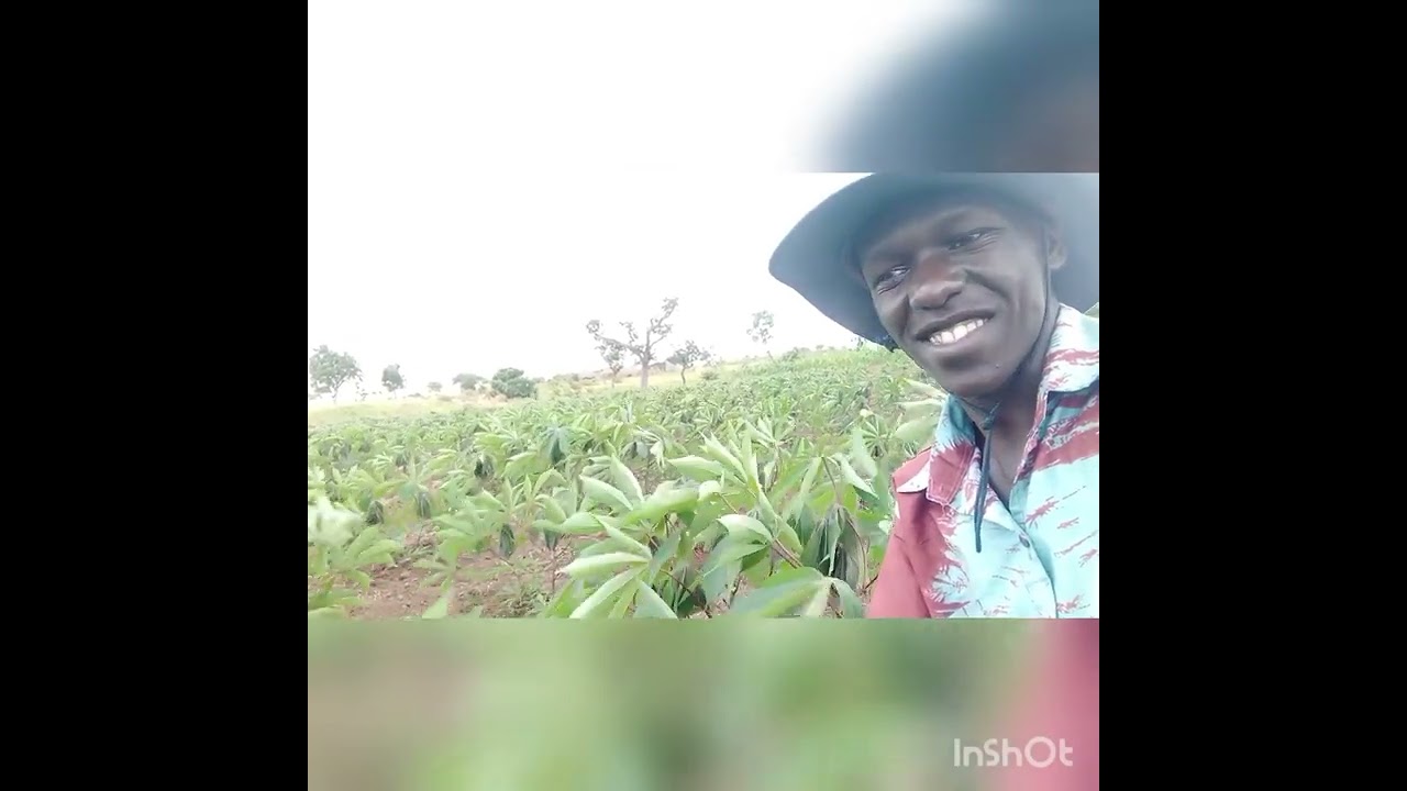 How to establish 1acre of cassava garden