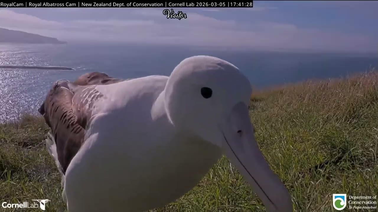 Northern Royal Albatross Cam, New Zealand 2026/03/05 - 03/06