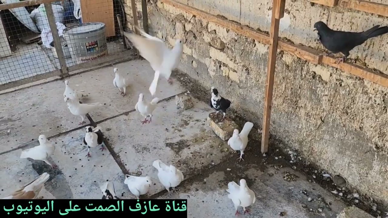 صيد زوج 💪وغربة 😡ومطيار 👏وفتحت كل الطيور 🕺وطبكة جديدة 😍وتفقس 🐣وكل شي وكلاشي 😁