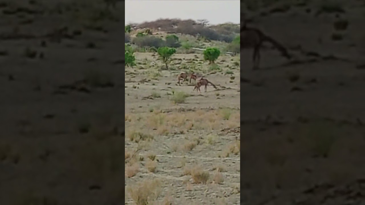 camel's in Desert Tharparkar #camels #camle #desert #tharparkar #thar