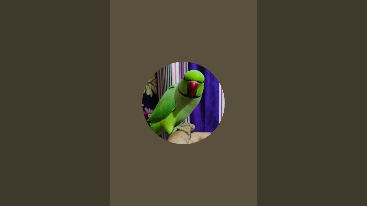 Nannu Parrot live 💗🤗