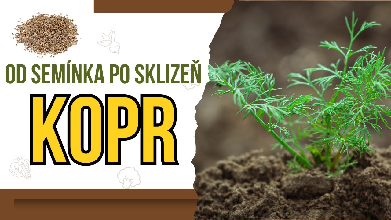 ZAHRADA A PĚSTOVÁNÍ | KOPR od semínka po sklizeň | Jak pěstovat kopr ve skleníku, na záhoně, nádobě