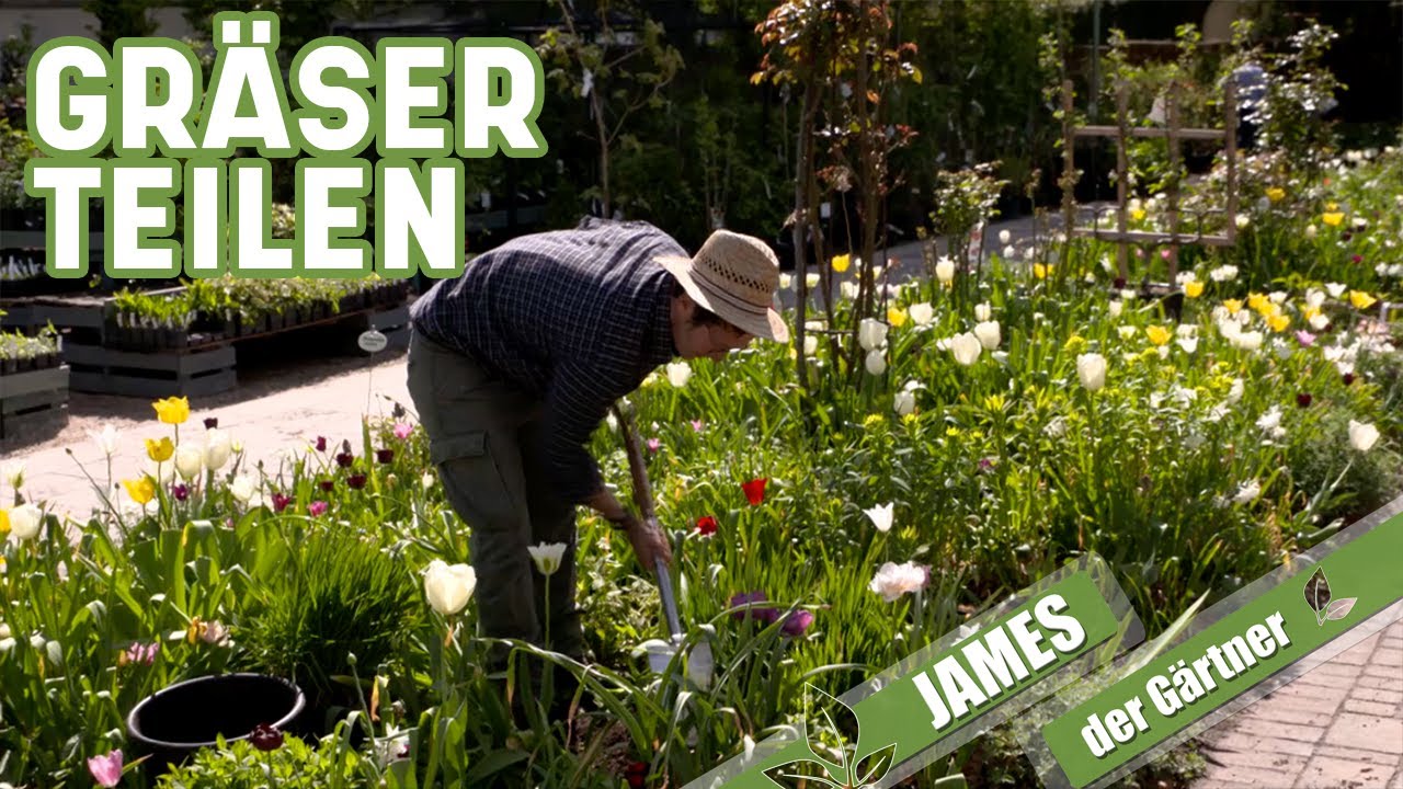 Gräser einfach teilen | James der Gärtner