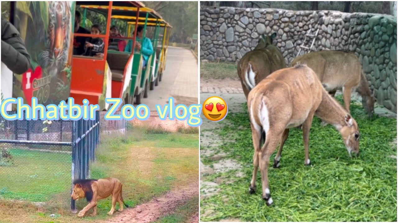 Rajnish pehli bar zoo gye😁 | Best experience😍  | Lion ko gussa a gya😱
