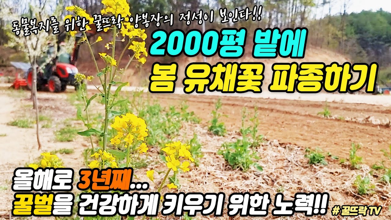 2000평 밭에 봄 유채꽃 파종하기 | 꿀벌들을 위한 생태정원만들기| Honeygarden_꿀뜨락 | 양봉 일기 |양봉 귀농| a korean beekeeper's Blog