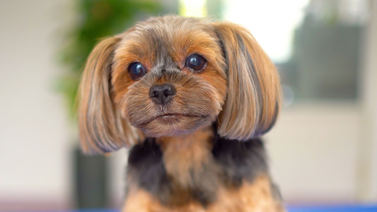 После стрижки ты выглядишь на 5 лет моложе. ✂️❤️🐶