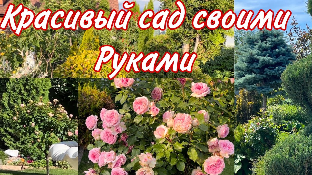Купили много штамбовых роз . И новые деревья в сад . Красивый сад своими руками .