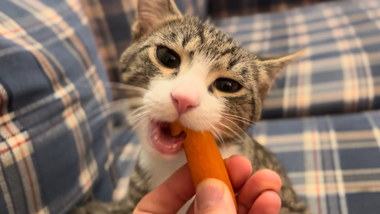 人参をカリカリ食べる猫 🥕🥕 ASMR Cat Eating Carrot