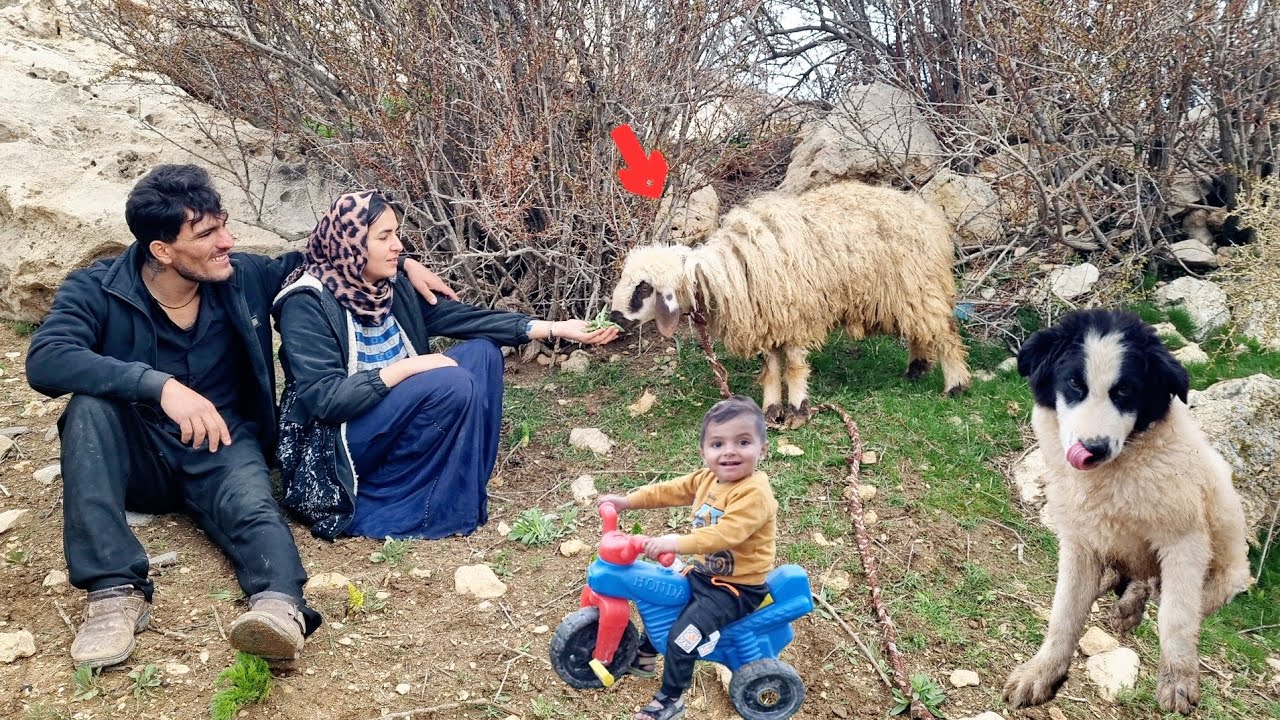 The arrival of spring، The nomadic life of Afshin and Leila in the mountains