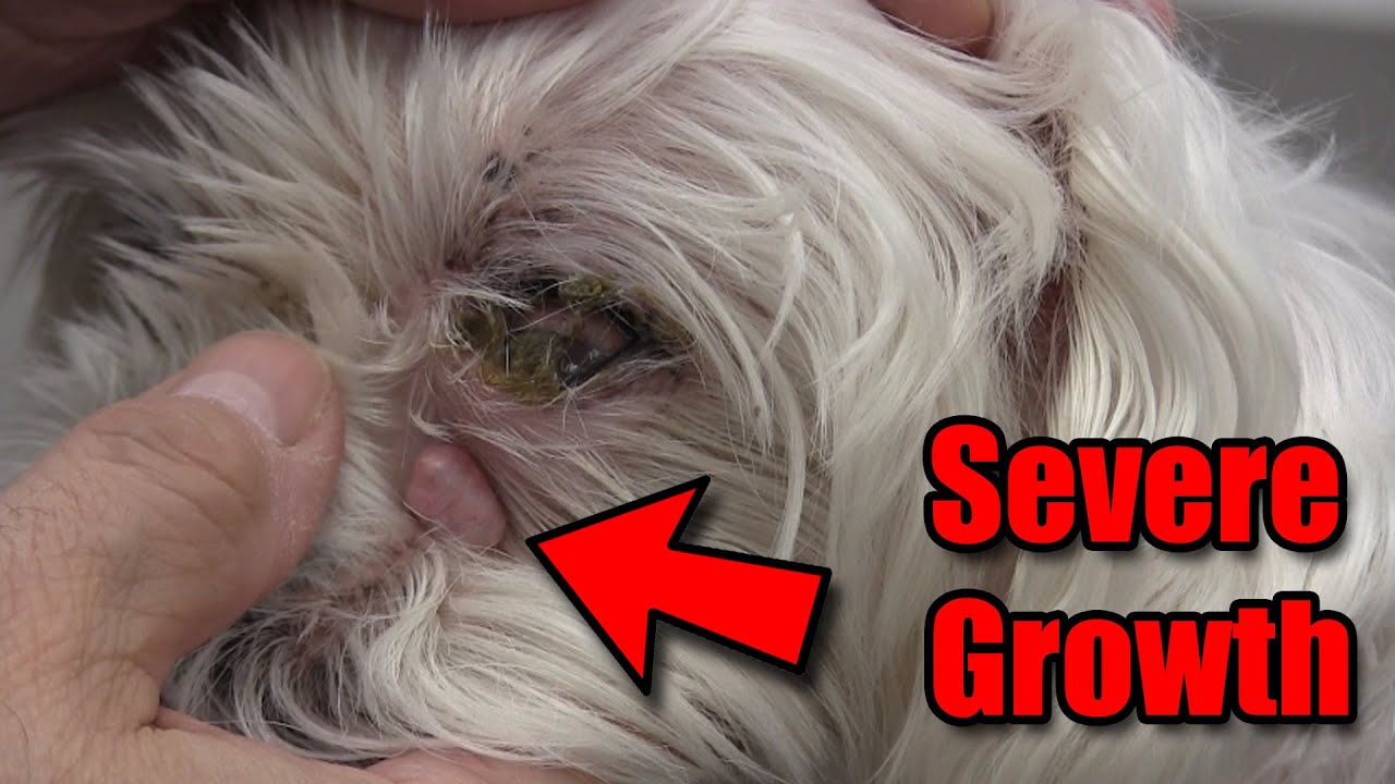 How To SAFELY Clean Under Your Dog's Eyes