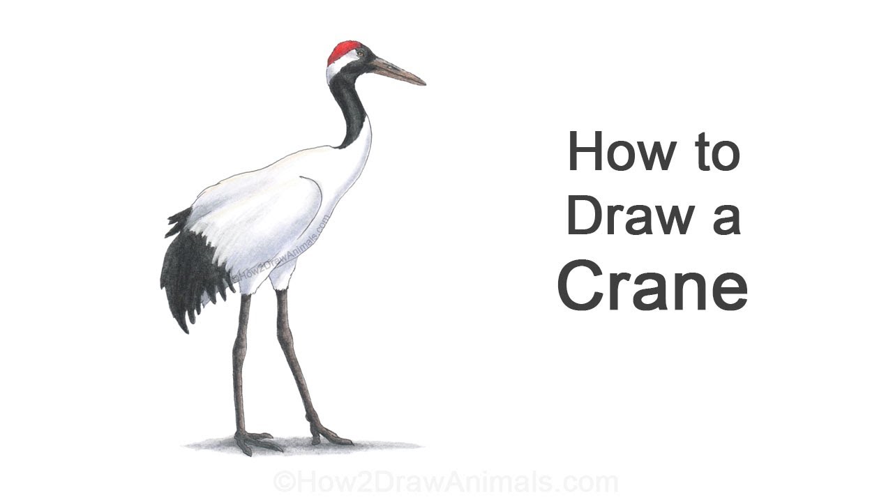 How to Draw a Crane (Red-Crowned Crane)