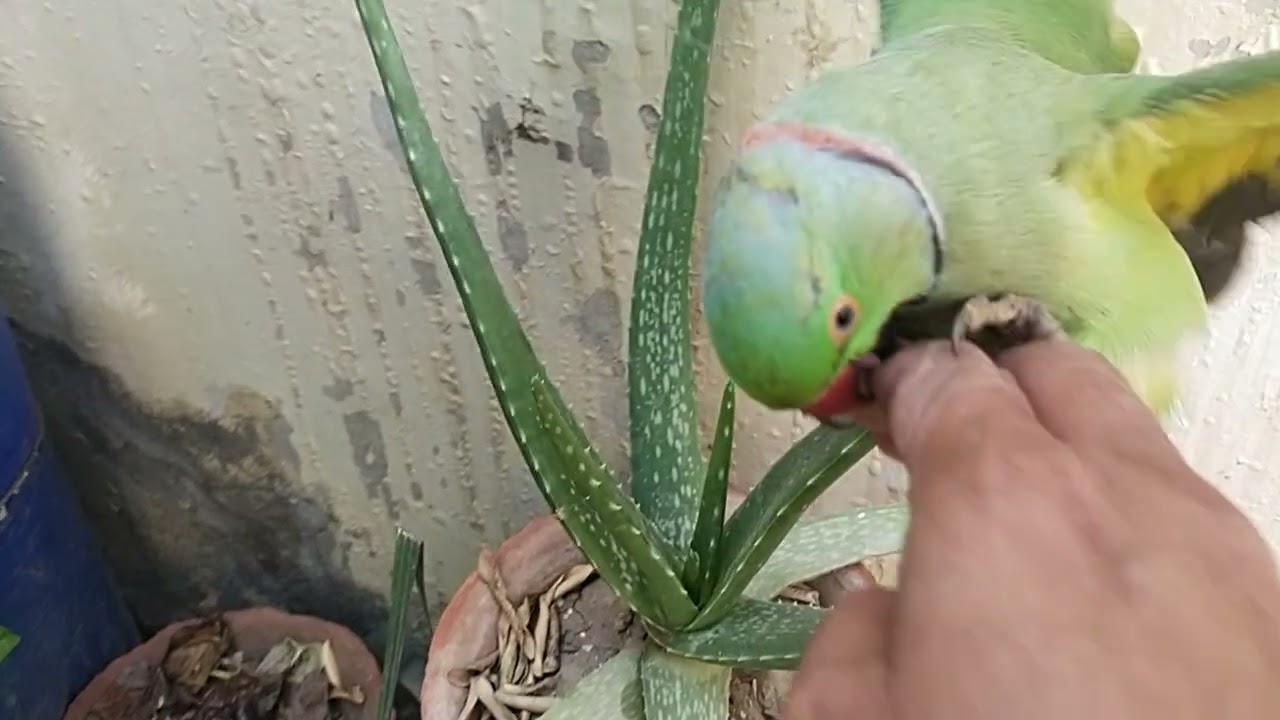 talkingparrot ka garden🪴🌿🌴🌲🦜😍